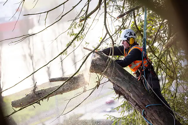 cordistes d'acrobat effectuant un travail en hauteur d'élagage d'arbre au bord d'une falaise