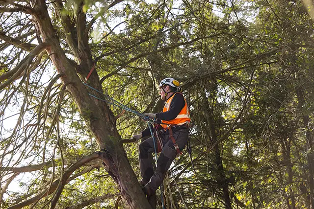 cordistes d'acrobat effectuant un travail en hauteur d'élagage d'arbre au bord d'une falaise