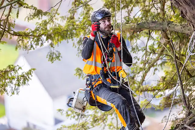 cordistes d'acrobat effectuant un travail en hauteur d'élagage d'arbre au bord d'une falaise