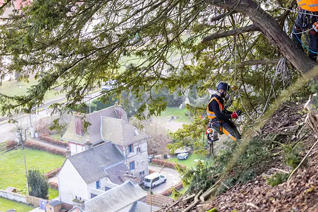 cordistes d'acrobat effectuant un travail en hauteur d'élagage d'arbre au bord d'une falaise