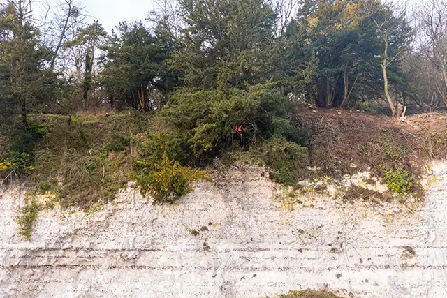 cordistes d'acrobat effectuant un travail en hauteur d'élagage d'arbre au bord d'une falaise